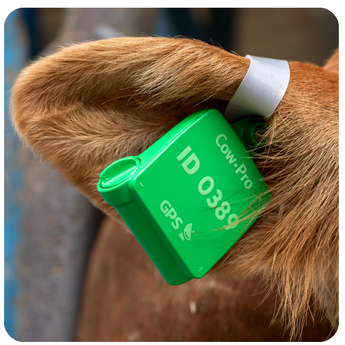 Cow.Pro